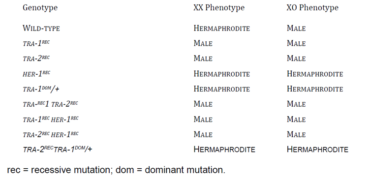 Genotype
XX Phenotype
XO Phenotype
WILD-TYPE
HERMAPHRODITE
MALE
TRA-1REC
MALE
MALE
TRA-2REC
MALE
MALE
HER-1REC
HERMAPHRODITE
HERMAPHRODITE
TRA-1 DOM /+
HERMAPHRODITE
HERMAPHRODITE
TRA-REC1 TRA-2REC
MALE
MALE
TRA-1REC HER-1 REC
MALE
MALE
TRA-2REC HER-1 REC
MALE
MALE
TRA-2REC TRA-10OM/4
HERMAPHRODITE
HERMAPHRODITE
rec = recessive mutation; dom = dominant mutation.
