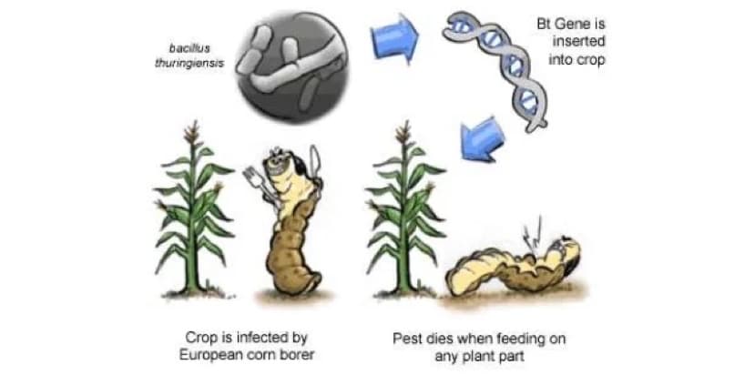 Bt Gene is
inserted
into crop
bacilus
thuringiensis
Crop is infected by
European corn borer
Pest dies when feeding on
any plant part
