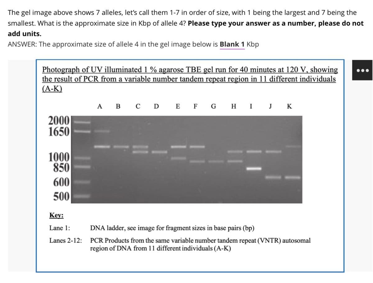 The gel image above shows 7 alleles, let's call them 1-7 in order of size, with 1 being the largest and 7 being the
smallest. What is the approximate size in Kbp of allele 4? Please type your answer as a number, please do not
add units.
ANSWER: The approximate size of allele 4 in the gel image below is Blank 1 Kbp
Photograph of UV illuminated 1 % agarose TBE gel run for 40 minutes at 120 V, showing
the result of PCR from a variable number tandem repeat region in 11 different individuals
(A-K)
2000
1650
1000
850
600
500
Key:
Lane 1:
Lanes 2-12:
A B C D E F G
H I J K
DNA ladder, see image for fragment sizes in base pairs (bp)
PCR Products from the same variable number tandem repeat (VNTR) autosomal
region of DNA from 11 different individuals (A-K)