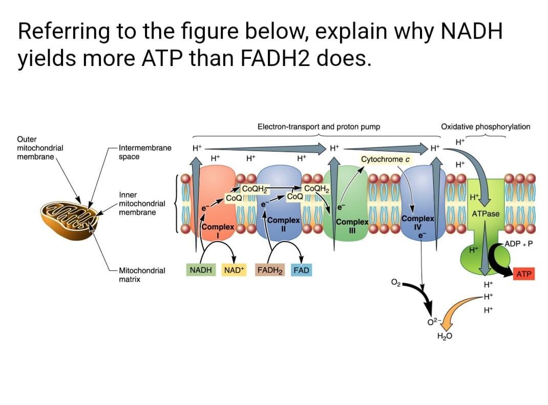 Referring to the figure below, explain why NADH
yields more ATP than FADH2 does.
Electron-transport and proton pump
Oxidative phosphorylation
Outer
mitochondrial
membrane
H*
-Intermembrane
H+
H+
H+
space
H*
H+
H+
Cytochrome c
H+
COQH,
CoQ UU
COQH2
CoQ JU U
Inner
mitochondrial
membrane
Ht
e
ATPase
Complex
II
Complex
II
Complex
IV
Complex
e
ADP +P
- Mitochondrial
matrix
NADH
NAD+
FADH2 FAD
АТР
H+
-H+
H+
H20
