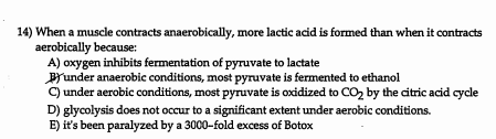 14) When a muscle contracts anaerobically, more lactic acid is formed than when it contracts
aerobically because
A) oxygen inhibits fermentation of pyruvate to lactate
Brunder anaerobic conditions, most pyruvate is fermented to ethanol
C) under aerobic conditions, most pyruvate is oxidized to CO2 by the citric acid cycle
D) glycolysis does not occur to a significant extent under aerobic conditions.
E) it's been paralyzed by a 3000-fold excess of Botox
