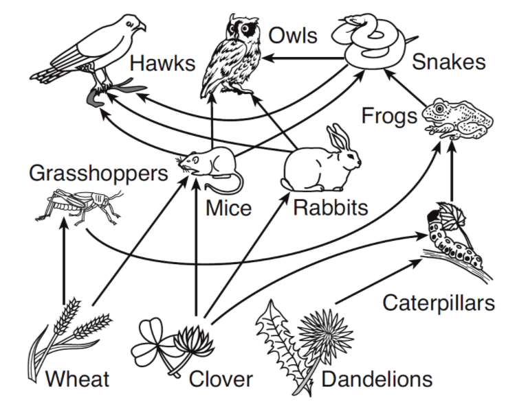 Owls
Hawks
Snakes
Frogs
Grasshoppers
Mice
Rabbits
Caterpillars
Wheat
Clover
Dandelions
