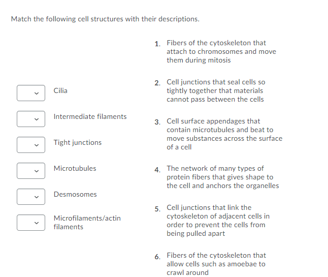 Match the following cell structures with their descriptions.
1. Fibers of the cytoskeleton that
attach to chromosomes and move
them during mitosis
2. Cell junctions that seal cells so
tightly together that materials
cannot pass between the cells
Cilia
Intermediate filaments
3. Cell surface appendages that
contain microtubules and beat to
move substances across the surface
Tight junctions
of a cell
4. The network of many types of
protein fibers that gives shape to
the cell and anchors the organelles
Microtubules
Desmosomes
5. Cell junctions that link the
cytoskeleton of adjacent cells in
order to prevent the cells from
being pulled apart
Microfilaments/actin
filaments
6. Fibers of the cytoskeleton that
allow cells such as amoebae to
crawl around
