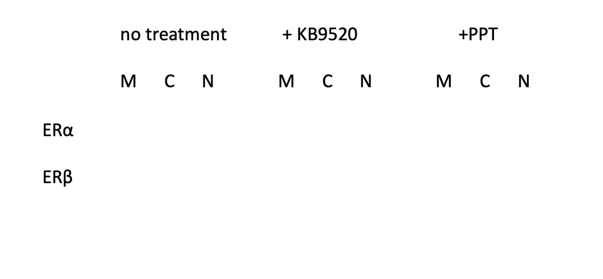 ERa
ERB
no treatment
MCN
+ KB9520
MCN
+PPT
MCN