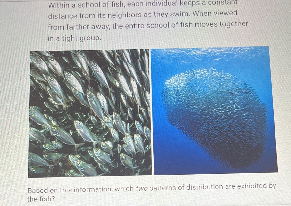 Within a school of fish, each individual keeps a constant
distance from its neighbors as they swim. When viewed
from farther away, the entire school of fish moves together
in a tight group.
Based on this information, which two patterns of distribution are exhibited by
the fish?