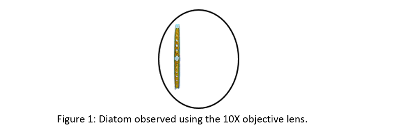 Figure 1: Diatom observed using the 10X objective lens.
