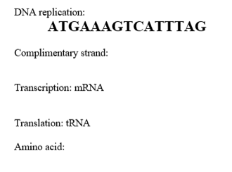 DNA replication:
ATGAAAGTCATTTAG
Complimentary strand:
Transcription: MRNA
Translation: tRNA
Amino acid:
