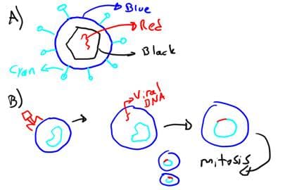 AJ
Blue
Red
Cyan
Black
B)
vira!
DNA
mitosig
