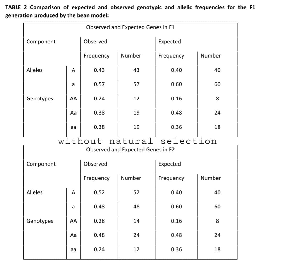 TABLE 2 Comparison of expected and observed genotypic and allelic frequencies for the F1
generation produced by the bean model:
Observed and Expected Genes in F1
Component
Observed
Expected
Frequency
Number
Frequency
Number
Alleles
A
0.43
43
0.40
40
0.57
57
0.60
60
Genotypes
AA
0.24
12
0.16
8
Aa
0.38
19
0.48
24
aa
0.38
19
0.36
18
without natural
selection
Observed and Expected Genes in F2
Component
Observed
Expected
Frequency
Number
Frequency
Number
Alleles
A
0.52
52
0.40
40
a
0.48
48
0.60
60
Genotypes
AA
0.28
14
0.16
8
Aa
0.48
24
0.48
24
aa
0.24
12
0.36
18
