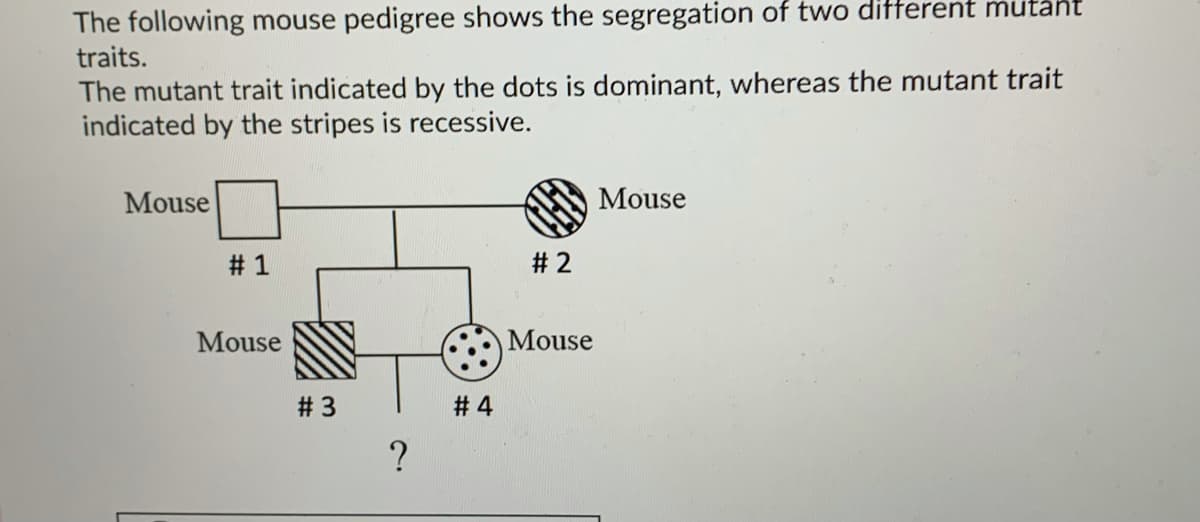 The following mouse pedigree shows the segregation of two ditterent mutant
traits.
The mutant trait indicated by the dots is dominant, whereas the mutant trait
indicated by the stripes is recessive.
Mouse
Mouse
# 1
# 2
Mouse
Mouse
# 3
# 4
?
