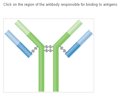 Click on the region of the antibody responsible for binding to antigens.
-S-S-
-S-S-
s-s-
-s-s
