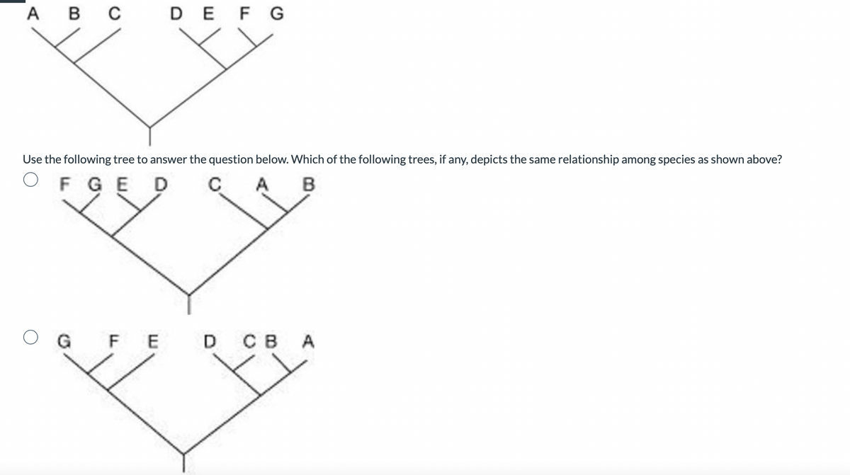 A B C D E F G
Use the following tree to answer the question below. Which of the following trees, if any, depicts the same relationship among species as shown above?
FGE D
B
OG
FED CB A