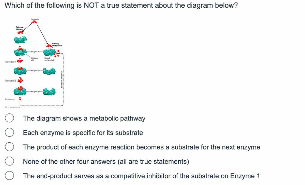 Which of the following is NOT a true statement about the diagram below?
Intermediate A
Intermediate B
Pathway
operates
End-product
© 2019 Parson Education ne
O
O
O
O
O
Substrate
-Enzyme 1
Allosteric
site
-Enzyme 2
-Enzyme 3-
Pathway
shuts down
Bound
end-product
The diagram shows a metabolic pathway
Each enzyme is specific for its substrate
The product of each enzyme reaction becomes a substrate for the next enzyme
None of the other four answers (all are true statements)
The end-product serves as a competitive inhibitor of the substrate on Enzyme 1