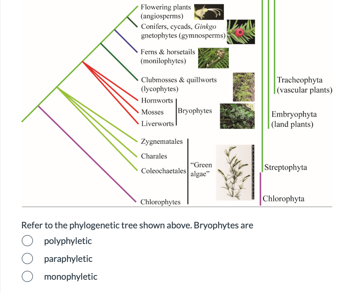 Flowering plants
(angiosperms)
Conifers, cycads, Ginkgo
gnetophytes (gymnosperms)
Ferns & horsetails
(monilophytes)
Clubmosses & quillworts
(lycophytes)
Hornworts
Mosses Bryophytes
Liverworts
Zygnematales
Charales
"Green
Coleochaetales algae"
Chlorophytes
Refer to the phylogenetic tree shown above. Bryophytes are
O polyphyletic
paraphyletic
monophyletic
Tracheophyta
(vascular plants)
Embryophyta
(land plants)
Streptophyta
Chlorophyta
