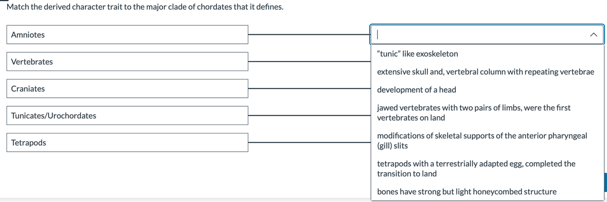 Match the derived character trait to the major clade of chordates that it defines.
Amniotes
Vertebrates
Craniates
Tunicates/Urochordates
Tetrapods
1
"tunic" like exoskeleton
extensive skull and, vertebral column with repeating vertebrae
development of a head
jawed vertebrates with two pairs of limbs, were the first
vertebrates on land
modifications of skeletal supports of the anterior pharyngeal
(gill) slits
tetrapods with a terrestrially adapted egg, completed the
transition to land
bones have strong but light honeycombed structure