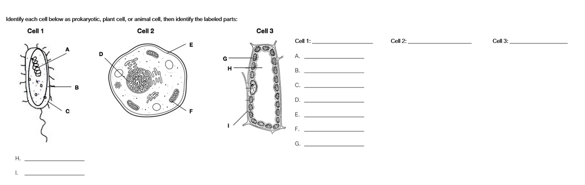 Identify each cell below as prokaryotic, plant cell, or animal cell, then identify the labeled parts:
Cell 1
Cell 2
H.
I.
с
B
D
GMM
E
F
G
H
Cell 3
Cell 1:
A.
B.
D.
E.
F.
G.
Cell 2:
Cell 3: