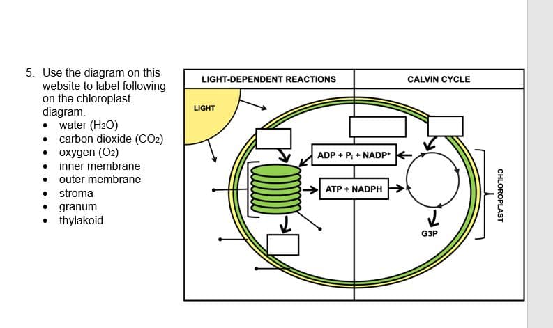 5. Use the diagram on this
website to label following
on the chloroplast
diagram.
• water (H₂O)
• carbon dioxide (CO2)
● oxygen (O2)
• inner membrane
outer membrane
.
• stroma
● granum
• thylakoid
LIGHT-DEPENDENT REACTIONS
LIGHT
ADP + P + NADP+
ATP + NADPH
CALVIN CYCLE
G3P
CHLOROPLAST