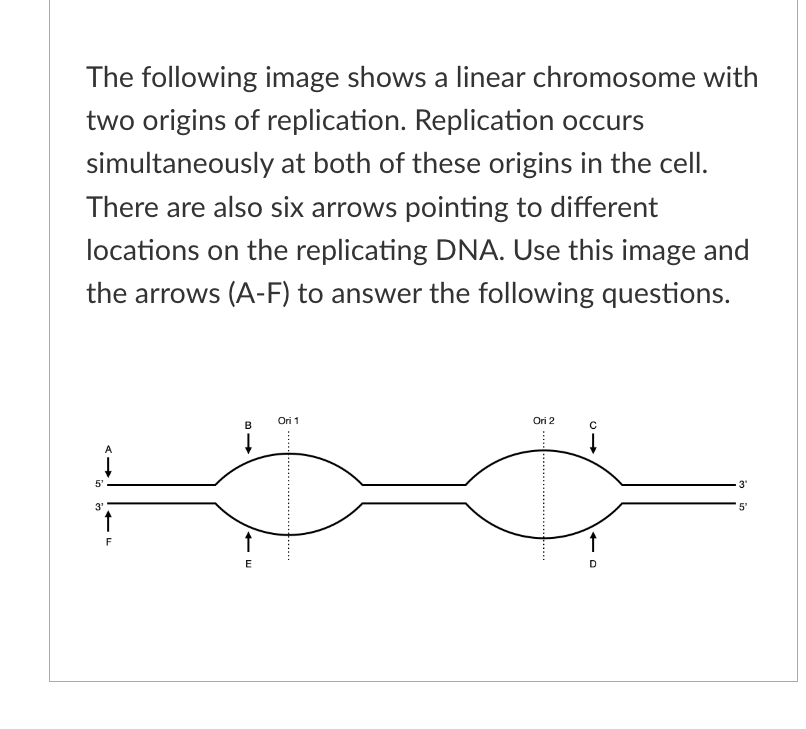 The following image shows a linear chromosome with
two origins of replication. Replication occurs
simultaneously at both of these origins in the cell.
There are also six arrows pointing to different
locations on the replicating DNA. Use this image and
the arrows (A-F) to answer the following questions.
5'
3'
↑
F
B
MI>>>
↑
E
Ori 1
Ori 2
с
O→>>
D
3'
in