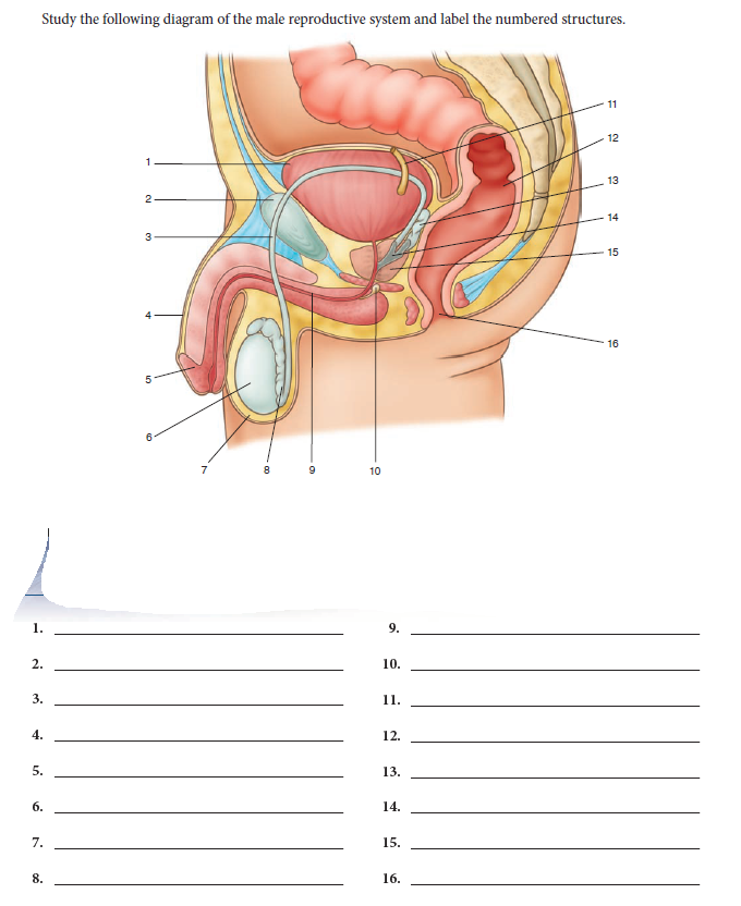 Study the following diagram of the male reproductive system and label the numbered structures.
11
12
13
2-
14
15
16
7
8.
10
1.
9.
2.
10.
3.
1.
4.
12.
5.
13.
6.
14.
7.
15.
8.
16.
