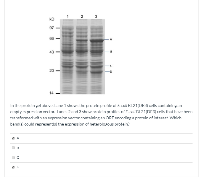 1 2 3
kD
97
66
43
20
-D
14
In the protein gel above, Lane 1 shows the protein profile of E. coli BL21(DE3) cells containing an
empty expression vector. Lanes 2 and 3 show protein profiles of E. coli BL21(DE3) cells that have been
transformed with an expression vector containing an ORF encoding a protein of interest. Which
band(s) could represent(s) the expression of heterologous protein?
