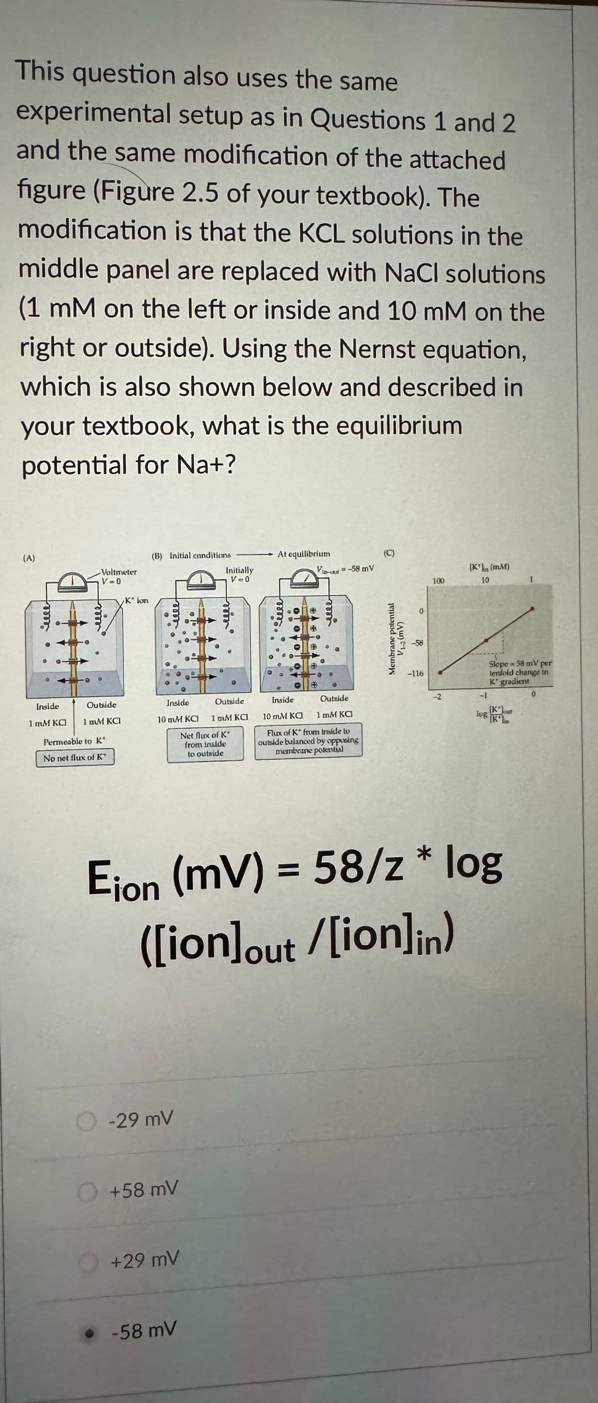 This question also uses the same
experimental setup as in Questions 1 and 2
and the same modification of the attached
figure (Figure 2.5 of your textbook). The
modification is that the KCL solutions in the
middle panel are replaced with NaCl solutions
(1 mM on the left or inside and 10 mM on the
right or outside). Using the Nernst equation,
which is also shown below and described in
your textbook, what is the equilibrium
potential for Na+?
(A)
from
3
Inside
1 mM KO
-Voltmeter
V = 0
Outside
1 πιΜ KC1
Permeable to K'
No not flux of K
K* lon
(B) Initial canditions
Insido
10 mM KCI
-29 mV
+58 mV
Initially
V-0
+29 mV
. -58 mV
mir
Outside
1 αιΜ ΚΟ
Net flux of K*
from inside
to outside
G
At equilibrium
0
Vie-out-58 my
क।
Inside
Outside
10 mM KO
1 mM Ka
Flux of K* from trude to
outside bulanced by opposing
membrane potential
Membrane potential
V₁ (mv)
0
8
-116
100
(K¹ (MM)
10
Eion (mv) = 58/z* log
([ion]out /[ion]in)
Slope 58 my per
tenfold change in
K gradient
KLOST
Log K
I
0