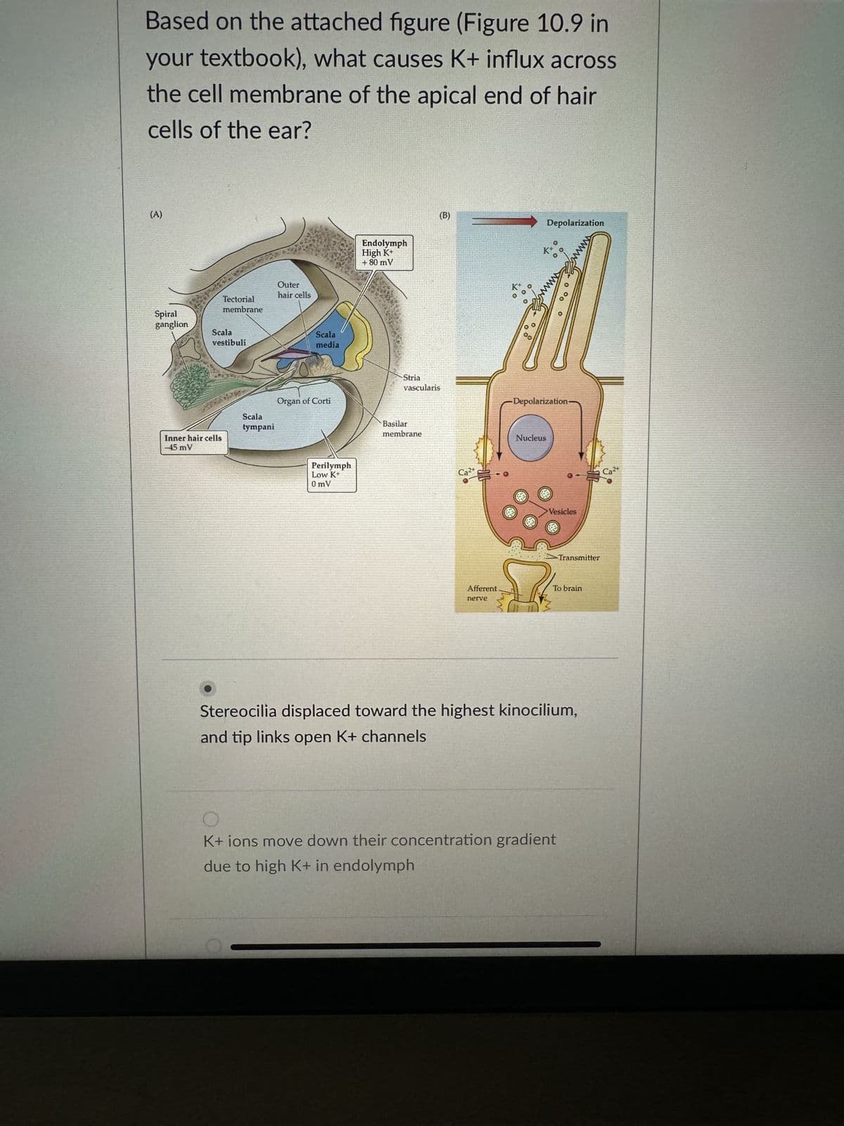Based on the attached figure (Figure 10.9 in
your textbook), what causes K+ influx across
the cell membrane of the apical end of hair
cells of the ear?
(A)
Spiral
ganglion
Tectorial
membrane
Scala
vestibuli
Inner hair cells
-45 mV
Scala
tympani
Outer
hair cells
Scala
media
Organ of Corti
Perilymph
Low K+
0mV
Endolymph
High K+
+ 80 mV
(B)
Stria
vascularis
Basilar
membrane
Ca²+
Afferent.
nerve
O
O
00
Depolarization
Nucleus
O
00
O
-Depolarization-
Vesicles
K+ ions move down their concentration gradient
due to high K+ in endolymph
Transmitter
To brain
Stereocilia displaced toward the highest kinocilium,
and tip links open K+ channels