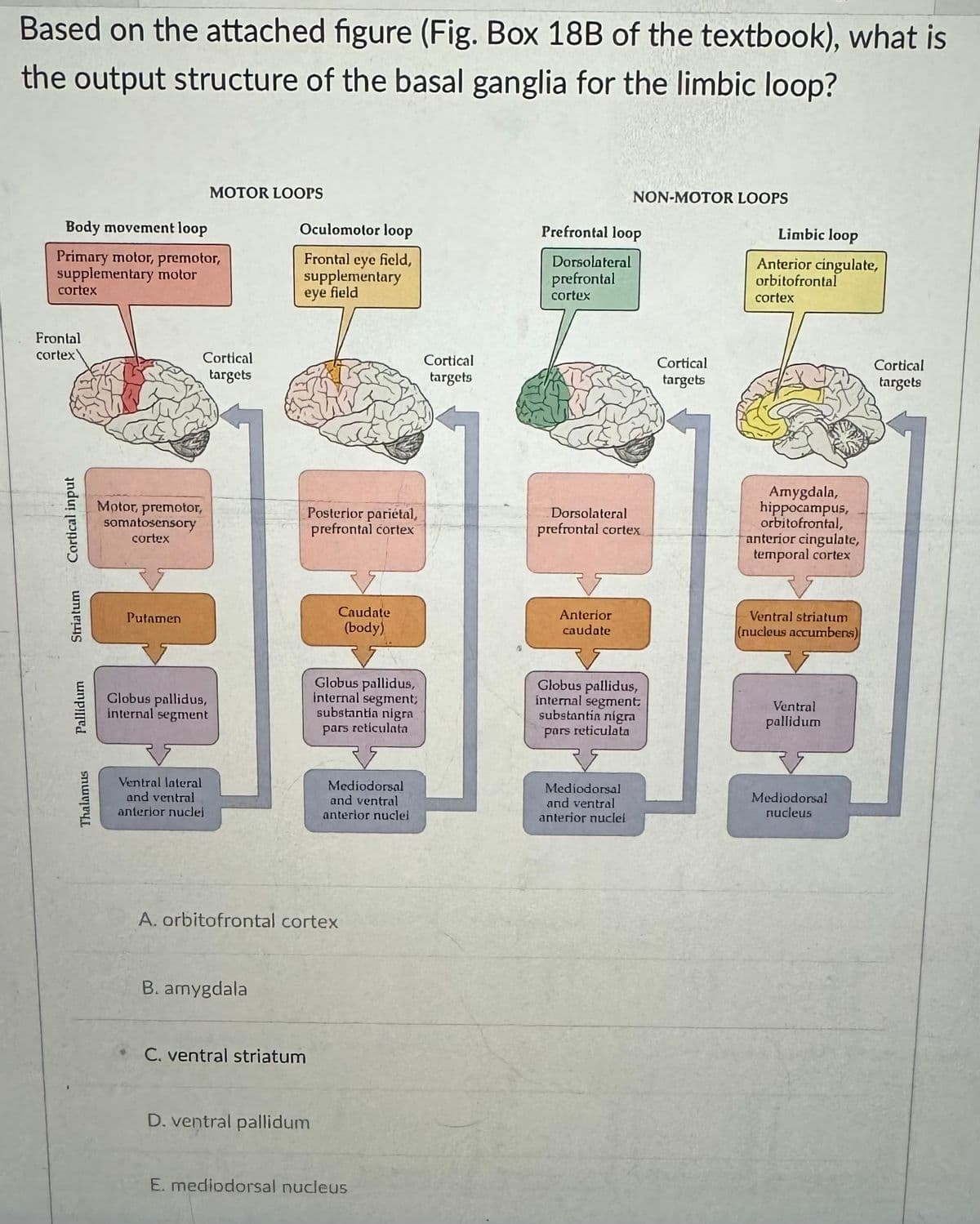 Based on the attached figure (Fig. Box 18B of the textbook), what is
the output structure of the basal ganglia for the limbic loop?
NON-MOTOR LOOPS
Oculomotor loop
Prefrontal loop
Limbic loop
MOTOR LOOPS
Body movement loop
Primary motor, premotor,
supplementary motor
cortex
Frontal eye field,
supplementary
eye field
Frontal
cortex
Cortical input
Thalamus
Pallidum
Striatum
Motor, premotor,
somatosensory
cortex
Putamen
Cortical
targets
Cortical
targets
Dorsolateral
prefrontal
cortex
Posterior pariétal,
prefrontal cortex
Dorsolateral
prefrontal cortex
Caudate
(body)
Anterior
caudate
Cortical
targets
Anterior cingulate,
orbitofrontal
cortex
Amygdala,
hippocampus,
orbitofrontal,
anterior cingulate,
temporal cortex
Ventral striatum
(nucleus accumbens)
Ventral
HA
Globus pallidus,
internal segment
Globus pallidus,
Internal segment;
substantia nigra
pars reticulata
Globus pallidus,
internal segment
substantia nigra
pars reticulata
pallidum
Ventral lateral
and ventral
anterior nuclei
Mediodorsal
and ventral
anterior nuclei
Mediodorsal
and ventral
anterior nuclei
A. orbitofrontal cortex
B. amygdala
C. ventral striatum
D. ventral pallidum
E. mediodorsal nucleus
Mediodorsal
nucleus
Cortical
targets