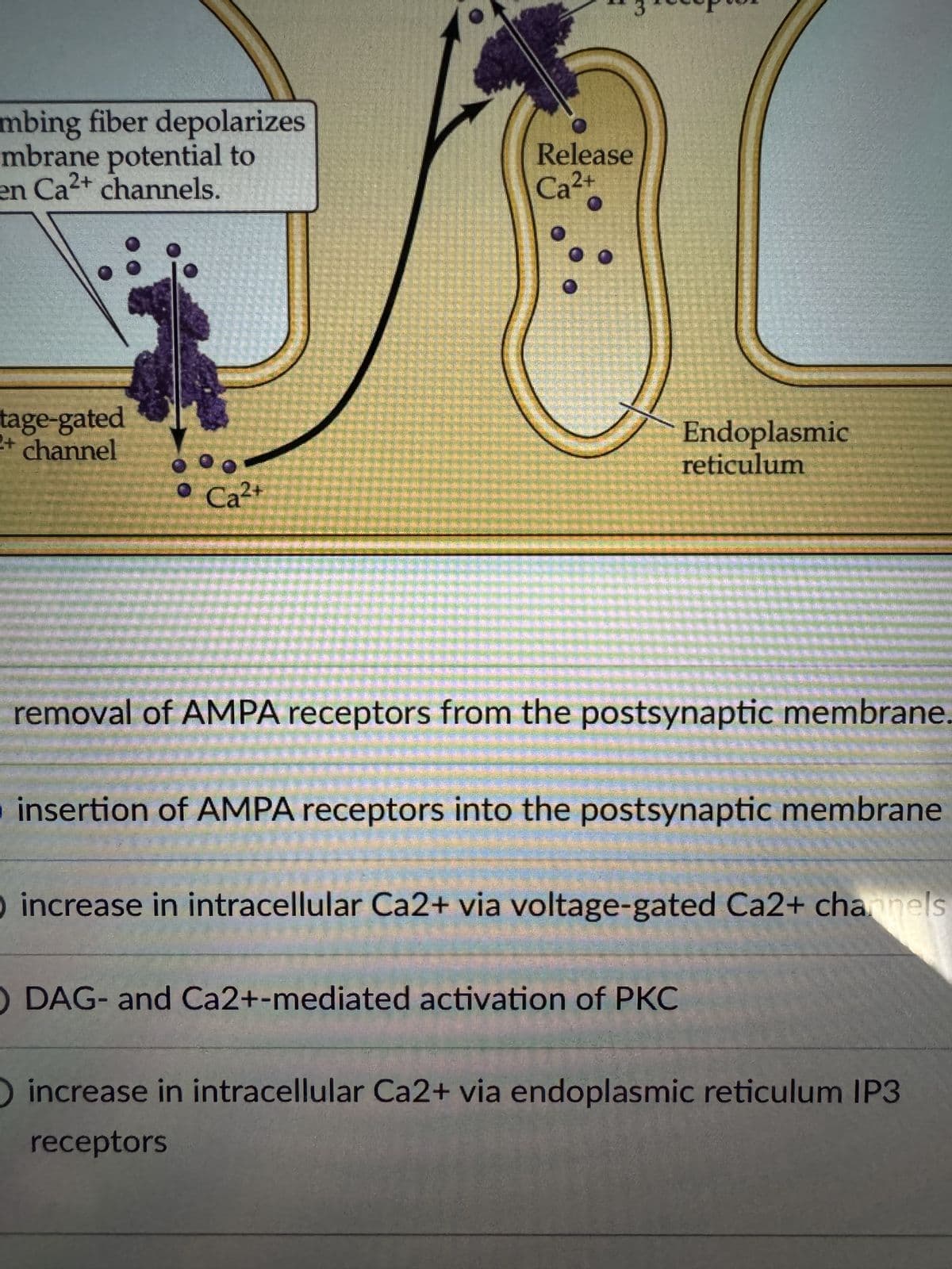 mbing fiber depolarizes
mbrane potential to
en Ca2+ channels.
tage-gated
channel
2+
Ca²+
Release
2+
Ca²+
Endoplasmic
reticulum
removal of AMPA receptors from the postsynaptic membrane.
insertion of AMPA receptors into the postsynaptic membrane
O increase in intracellular Ca2+ via voltage-gated Ca2+ channels
O DAG- and Ca2+-mediated activation of PKC
increase in intracellular Ca2+ via endoplasmic reticulum IP3
receptors