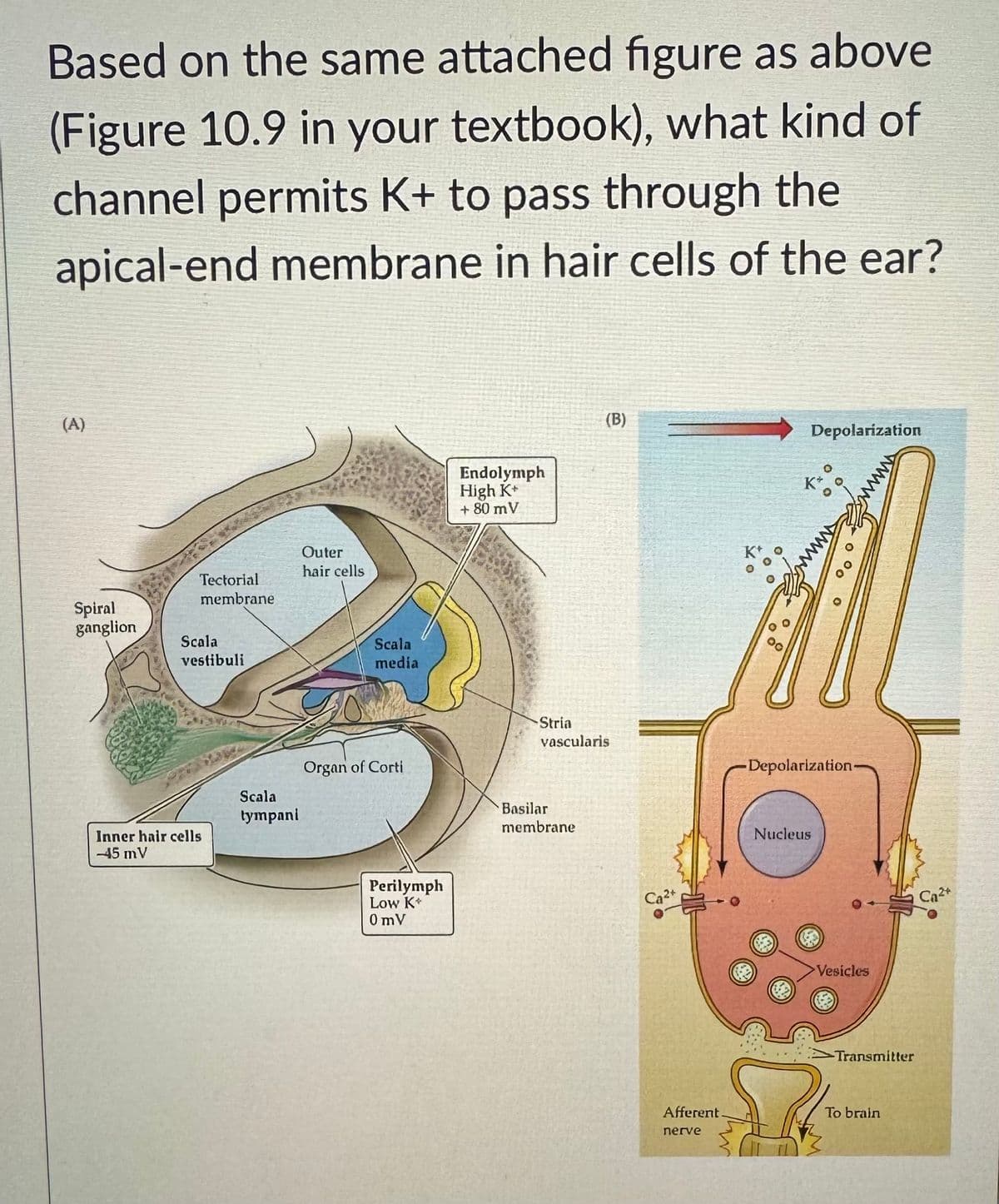 Based on the same attached figure as above
(Figure 10.9 in your textbook), what kind of
channel permits K+ to pass through the
apical-end membrane in hair cells of the ear?
(A)
Spiral
ganglion
Tectorial
membrane
Scala
vestibuli
Inner hair cells
-45 mV
Scala
tympani
Outer
hair cells
Scala
media
Organ of Corti
Perilymph
Low K+
0mV
Endolymph
High K+
+80 mV
(B)
Stria
vascularis
Basilar
membrane
Ca²+
Afferent.
nerve
Depolarization
O
Nucleus
wwww.
00
-Depolarization.
Vesicles
-Transmitter
To brain
C₂24
