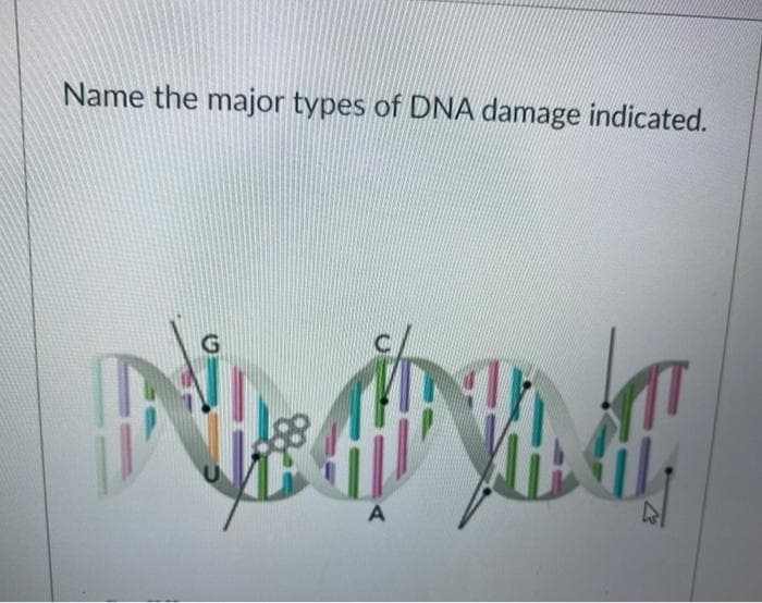 Name the major types of DNA damage indicated.
G.
A

