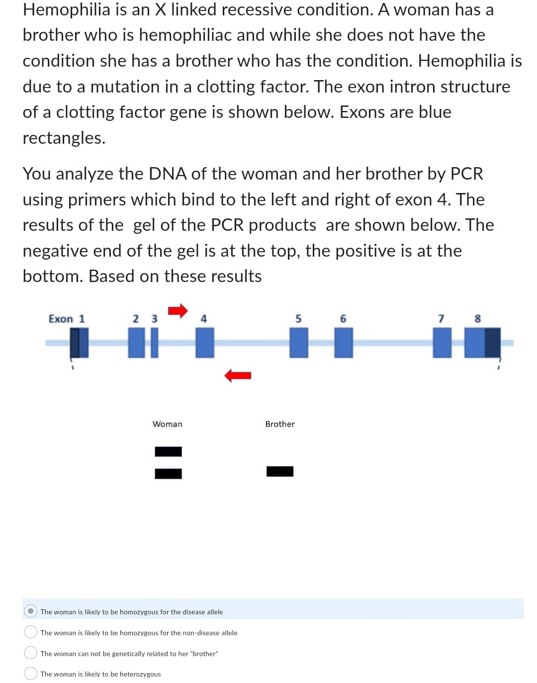Hemophilia is an X linked recessive condition. A woman has a
brother who is hemophiliac and while she does not have the
condition she has a brother who has the condition. Hemophilia is
due to a mutation in a clotting factor. The exon intron structure
of a clotting factor gene is shown below. Exons are blue
rectangles.
You analyze the DNA of the woman and her brother by PCR
using primers which bind to the left and right of exon 4. The
results of the gel of the PCR products are shown below. The
negative end of the gel is at the top, the positive is at the
bottom. Based on these results
Exon 1
2 3
Woman
● The woman is likely to be homozygous for the disease allele
The woman is likely to be homozygous for the non-disease allele
The woman can not be genetically related to her "brother"
The woman is likely to be heterozygous
5
Brother
6
7 8