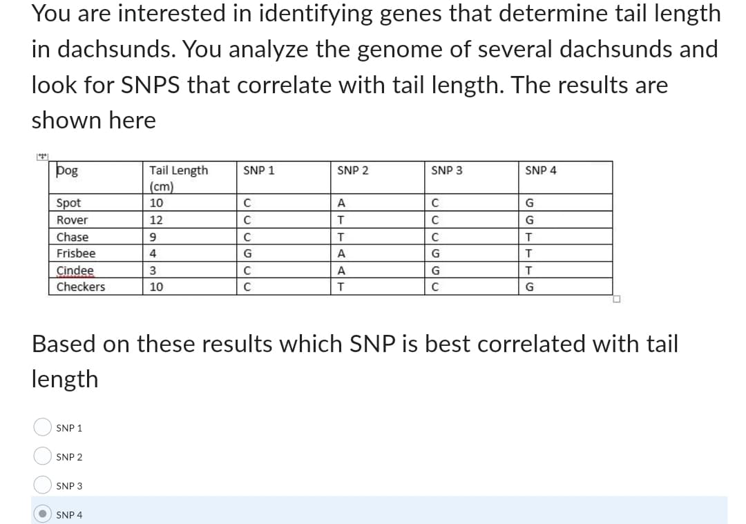 You are interested in identifying genes that determine tail length
in dachsunds. You analyze the genome of several dachsunds and
look for SNPS that correlate with tail length. The results are
shown here
***
pog
O O O O
Spot
Rover
Chase
Frisbee
Cindee
Checkers
SNP 1
SNP 2
SNP 3
Tail Length
(cm)
10
12
SNP 4
9
4
3
10
SNP 1
C
C
C
G
C
C
SNP 2
A
T
T
A
A
T
SNP 3
C
C
C
G
G
с
Based on these results which SNP is best correlated with tail
length
SNP 4
G
G
T
T
T
G