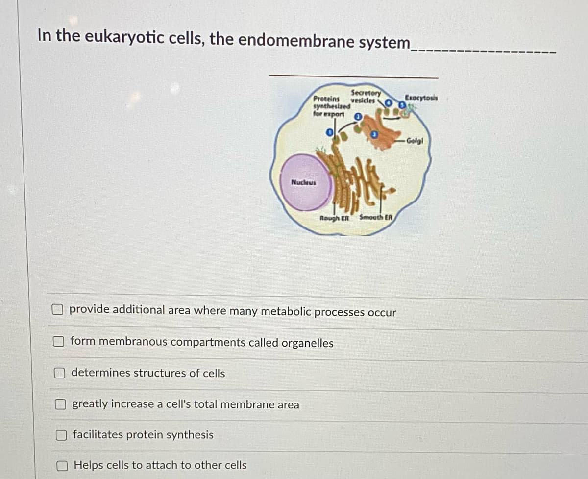 In the eukaryotic cells, the endomembrane system
Secretory
vesidles
Preteins
syetheslzed
for export
Esocytosis
Golgi
Nucleus
Rough ER
Smooth ER
O provide additional area where many metabolic processes occur
form membranous compartments called organelles
determines structures of cells
greatly increase a cell's total membrane area
facilitates protein synthesis
Helps cells to attach to other cells
