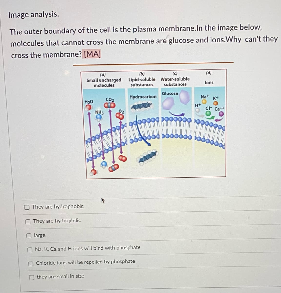 Image analysis.
The outer boundary of the cell is the plasma membrane.In the image below,
molecules that cannot cross the membrane are glucose and ions.Why can't they
cross the membrane? [MA]
(c)
(d)
(a)
Small uncharged
molecules
(b)
Lipid-soluble Water-soluble
substances
lons
substances
Glucose
Hydrocarbon
Nat
K+
H20
CO2
H+
cF Cat+
NH3
O They are hydrophobic
O They are hydrophilic
O large
O Na, K, Ca and H ions will bind with phosphate
Chloride ions will be repelled by phosphate
they are small in size
to
