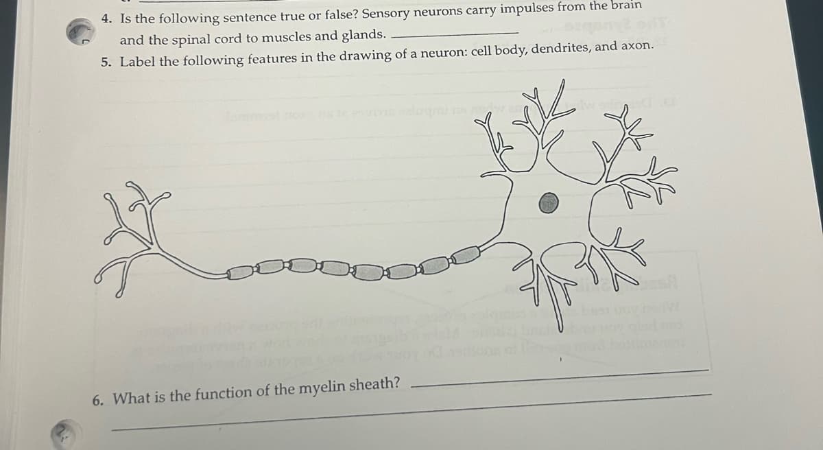 4. Is the following sentence true or false? Sensory neurons carry impulses from the brain
and the spinal cord to muscles and glands.
5. Label the following features in the drawing of a neuron: cell body, dendrites, and axon.
6. What is the function of the myelin sheath?
wod
ning