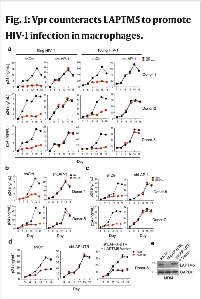 Fig. 1: Vpr counteracts LAPTM5 to promote
HIV-1 infection in macrophages.
a
10ng HIV-1
100ng HIV-1
ADB
shCtrl
SHLAP-1
shCtrl
SHLAP-1
ADB Vpr-
20
25
80
80
20-
15
60
60-
15-
10
40-
40
Donor-1
10-
20
20
5-
0-
36 9 12 15 18 369 12 15 18
3 6 9 12 15 18
3 6 9 12 15 18
80
20
50
15
40-
60-
30
10
40
20-
Donor-2
20-
10
3 6 9 12 15 18
369 12 15 18
3 6 9 12 15 18
3 69 12 15 18
15-
25-
80
80
20
60-
10-
60
15
40
20-
401
Donor-3
10-
5-
20
36 9 12 15 18
369 12 15 18
369 12 15 18
3 69 12 15 18
Day
b
shCtrl
SHLAP-1
Bal.
+ Bal. Vpr-
shCtrl
SHLAP-1
• 89.6
+ 89.6 Vpr-
20
15
15
10
Donor-4
20
Donor-6
10
369 12 15 18
369 12 15 18
69 12 15 18
369 12 15 18
25
20
30
30
20
20-
Donor-5
Donor-7
10-
10
0-
36 9 12 15 16
Day
369 12 15 18
Day
369 12 15 18
Day
3 69 12 15 18
Day
d
SHLAP-3'-UTR
e
SHLAP-UTR
+ Vector
shCtrl
SHLAP-UTR
+ LAPTM5 Vector
40
50
50
AD8
+ AD8 Vpr-
40-
40-
30-
30
30-
37-
20-
LAPTM5
20
Donor-8
10-
GAPDH
37-
10
10 -
MDM
3 6 9 12 15 18
3 6 9 12 15 18
3 6 9 12 15 18
Day
p24 (ng/mL)
p24 (ng/mL)
shCtrl
SHLAP-UTR
