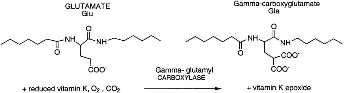 GLUTAMATE
Glu
Gamma-carboxyglutamate
Gla
-NH
NH.
HN.
Gamma- glutamyl
CARBOXYLASE
CO
COO
+ reduced vitamin K, O2 , CO2
+ vitamin K epoxide

