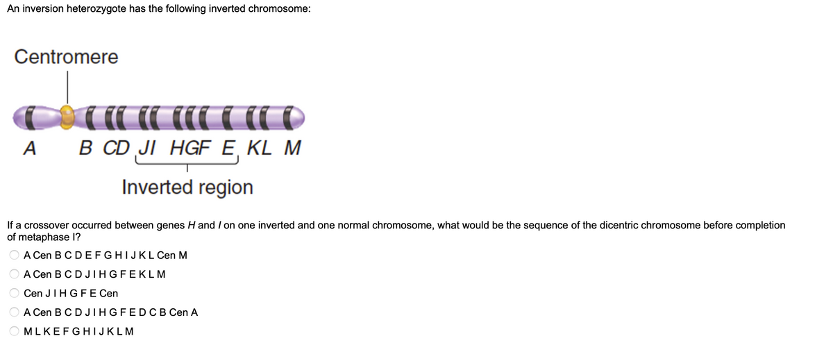 An inversion heterozygote has the following inverted chromosome:
Centromere
ca a a
A B CD JI HGF E, KL M
Inverted region
If a crossover occurred between genes H and I on one inverted and one normal chromosome, what would be the sequence of the dicentric chromosome before completion
of metaphase I?
A Cen B C D EFGHIJKL Cen M
A Cen B C D JIHGFEKLM
Cen JIH G F E Cen
A Cen B C D JIHGFEDC B Cen A
MLKEFGHIJKLM