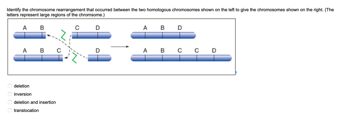 Identify the chromosome rearrangement that occurred between the two homologous chromosomes shown on the left to give the chromosomes shown on the right. (The
letters represent large regions of the chromsome.)
A B
с
OOOO
A B C
deletion
inversion
deletion and insertion
translocation
D
A B D
A B
CCD