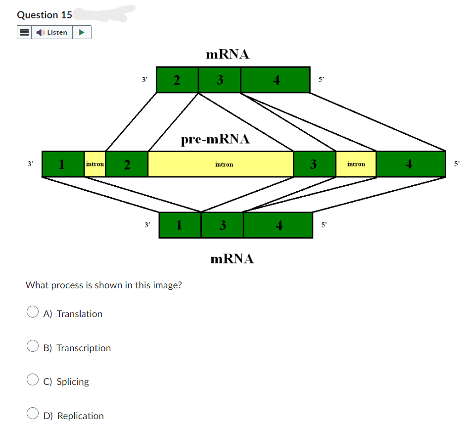 Question 15
Listen
3'
1 intron
2
mRNA
3' 23
pre-mRNA
5'
intron
3
intron
3'
1
3
4
What process is shown in this image?
A) Translation
mRNA
B) Transcription
C) Splicing
D) Replication