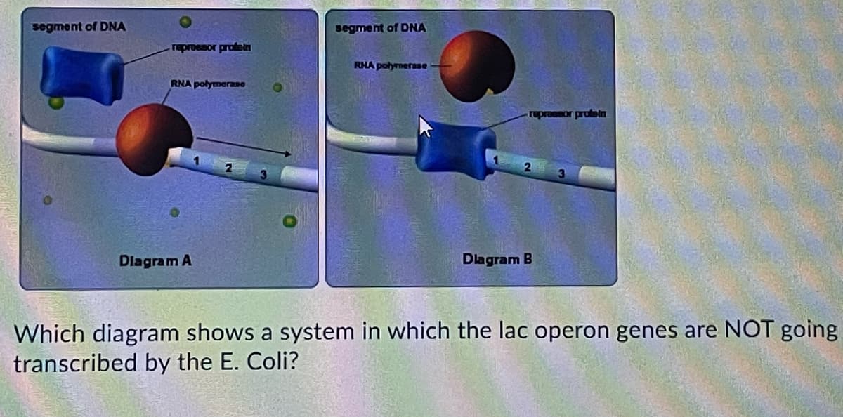 segment of DNA
segment of DNA
reproesor profein
RHA polymerase
RNA polymerase
rupraesor profin
Dlagram A
Dlagram B
Which diagram shows a system in which the lac operon genes are NOT going
transcribed by the E. Coli?
