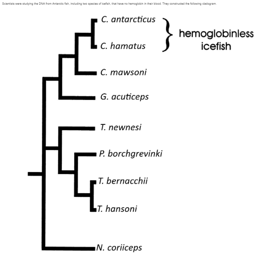 Scientists were studying the DNA from Antarctic fish, including two species of icefish, that have no hemoglobin in their blood. They constructed the following cladogram.
C. antarcticus
C. hamatus
C. mawsoni
G. acuticeps
T. newnesi
P. borchgrevinki
T.bernacchii
T. hansoni
N. coriiceps
hemoglobinless
icefish