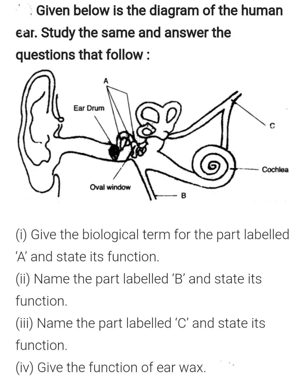 Given below is the diagram of the human
ear. Study the same and answer the
questions that follow :
Ear Drum
Cochlea
Oval window
B
(i) Give the biological term for the part labelled
'A' and state its function.
(ii) Name the part labelled 'B' and state its
function.
(iii) Name the part labelled 'C' and state its
function.
(iv) Give the function of ear wax.
