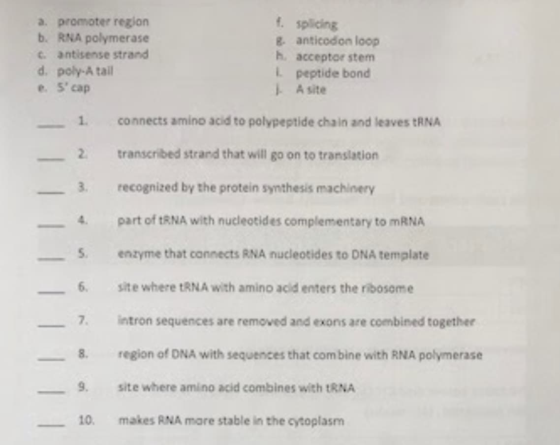 a. promoter region
b. RNA polymerase
C. antisense strand
d. poly-A tail
e. 5' cap
f. splicing
8. anticodon loop
h. acceptor stem
L peptide bond
A site
1.
connects amino acid to polypeptide chain and leaves tRNA
2.
transcribed strand that will go on to translation
3.
recognized by the protein synthesis machinery
4.
part of tRNA with nucleotides complementary to MRNA
5.
enzyme that connects RNA nucleotides to DNA template
6.
site where tRNA with amino acid enters the ribosome
-
7.
intron sequences are removed and exons are combined together
8.
region of DNA with sequences that com bìne with RNA polymerase
9.
site where amino acid combines with ERNA
10.
makes RNA mare stable in the cytoplasm
