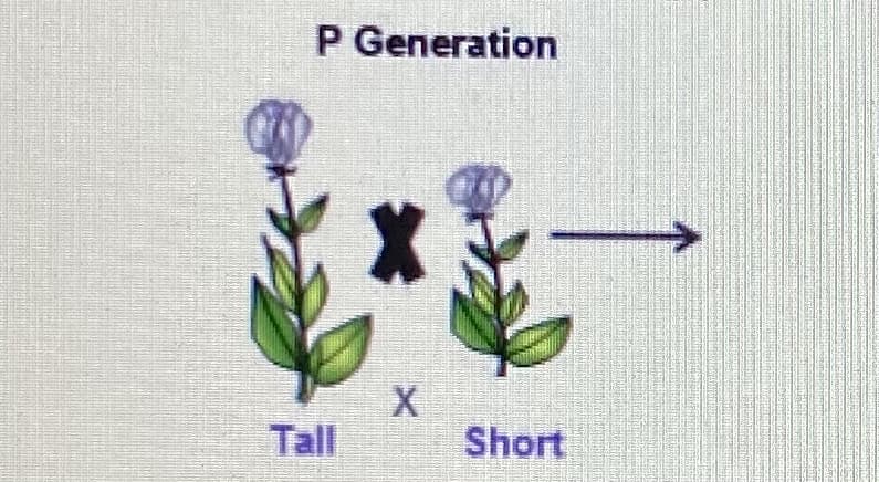 P Generation
Tall
Short
