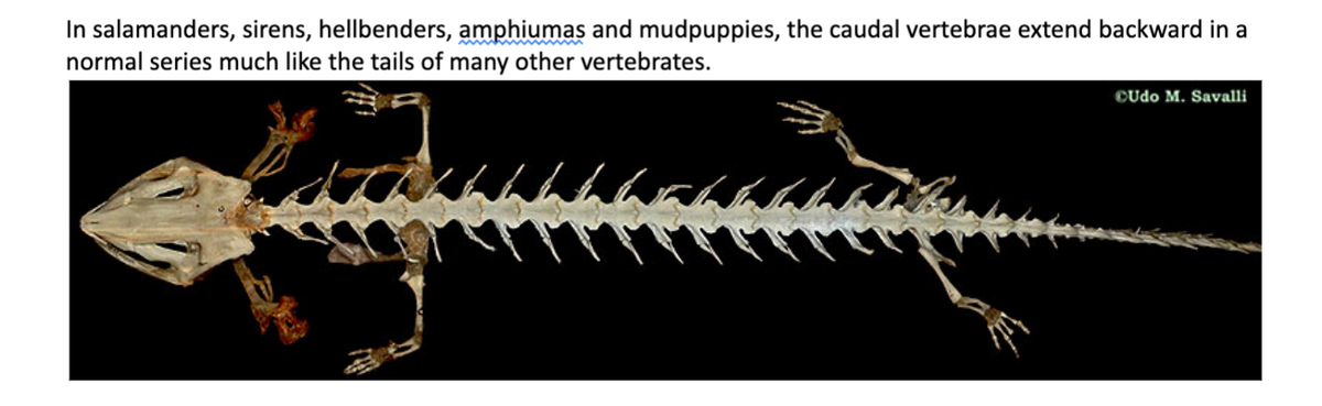 In salamanders, sirens, hellbenders, amphiumas and mudpuppies, the caudal vertebrae extend backward in a
normal series much like the tails of many other vertebrates.
CUdo M. Savalli
