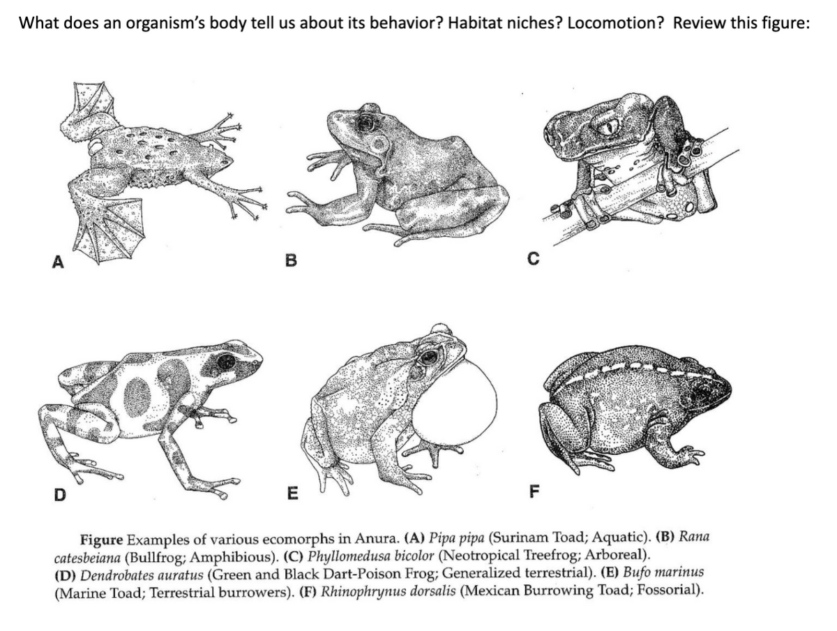What does an organism's body tell us about its behavior? Habitat niches? Locomotion? Review this figure:
E
F
Figure Examples of various ecomorphs in Anura. (A) Pipa pipa (Surinam Toad; Aquatic). (B) Rana
catesbeiana (Bullfrog; Amphibious). (C) Phyllomedusa bicolor (Neotropical Treefrog; Arboreal).
(D) Dendrobates auratus (Green and Black Dart-Poison Frog; Generalized terrestrial). (E) Bufo marinus
(Marine Toad; Terrestrial burrowers). (F) Rhinophrynus dorsalis (Mexican Burrowing Toad; Fossorial).
