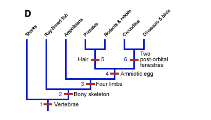 D
Amphibians
Primates
Sharks
Rodents & rabbits
Dinosaurs & birds
Hair
5
Two
post-orbital
fenestrae
Amniotic egg
6
3
Four limbs
2+Bony skeleton
1+ Vertebrae
Ray-finned fish
Crocodiles
