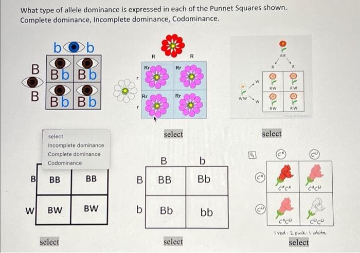 What type of allele dominance is expressed in each of the Punnet Squares shown.
Complete dominance, Incomplete dominance, Codominance.
bOb
R
R
B
Rr
Rr
Bb Bb
w
RW
RW
B
Rr
Rr
ww
Bb Bb
W
TOTO
RW
RW
select
Incomplete dominance
select
select
Complete dominance
Codominance
B
b
B
BB
BB
B
BB
Bb
CACA
CACC
W
BW
BW
b
Bb
bb
select
select
CAC
CUCU
I ved 2 pink white
select