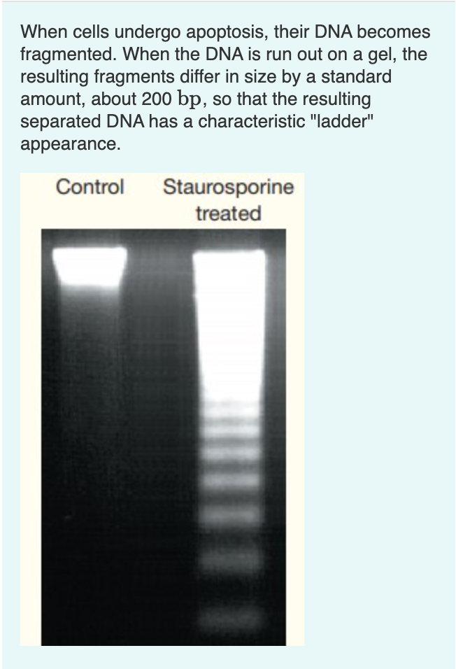 When cells undergo apoptosis, their DNA becomes
fragmented. When the DNA is run out on a gel, the
resulting fragments differ in size by a standard
amount, about 200 bp, so that the resulting
separated DNA has a characteristic "ladder"
appearance.
Control
Staurosporine
treated